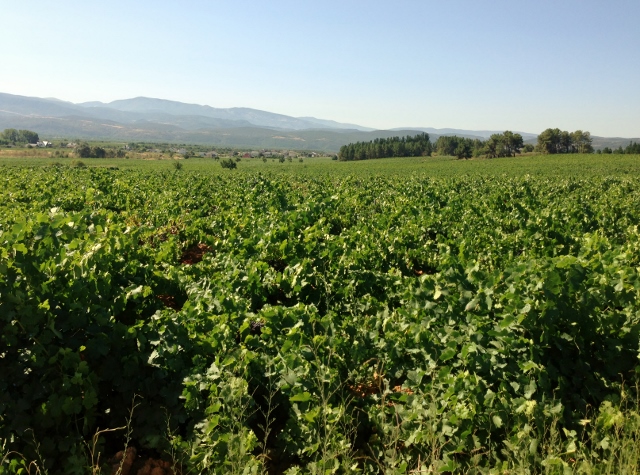 visita_bodegas_peique